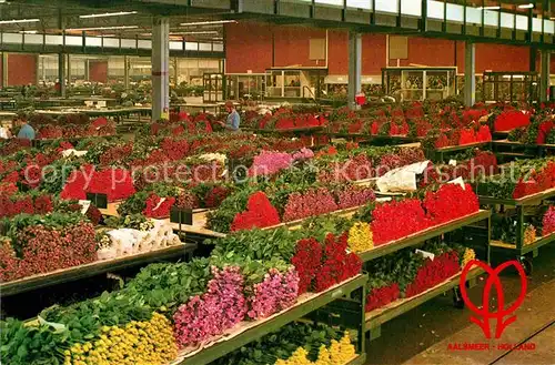 AK / Ansichtskarte Aalsmeer United Flower Markets Cutflower section Kat. Aalsmeer