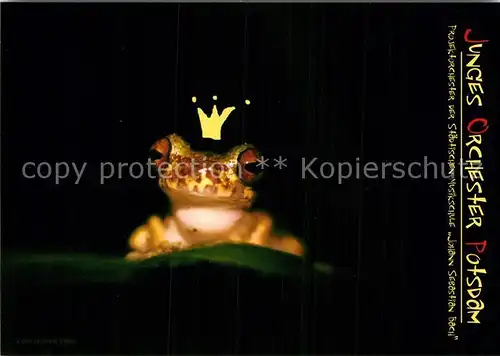 AK / Ansichtskarte Froesche Der Froschkoenig Junges Orchester Potsdam  Kat. Tiere