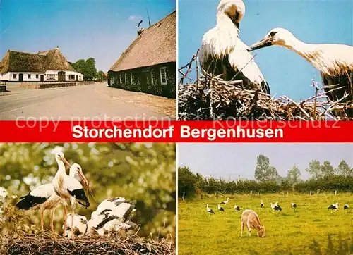 AK / Ansichtskarte Storch Stoerche Bergenhusen Kat. Tiere