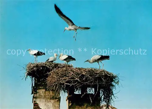 AK / Ansichtskarte Storch Neusiedlersee Storchennest Burgenland  Kat. Tiere