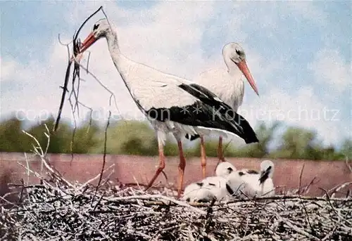 AK / Ansichtskarte Storch Weisse Stoerche  Kat. Tiere