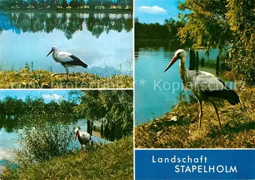AK / Ansichtskarte Storch Stapelholm  Kat. Tiere