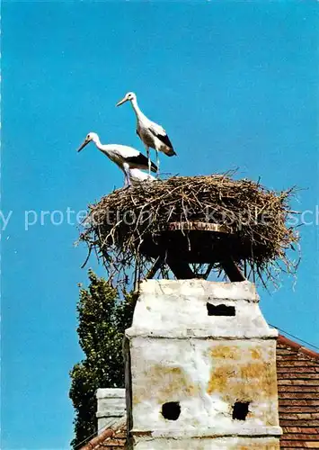 AK / Ansichtskarte Storch Stoerche Burgenland  Kat. Tiere