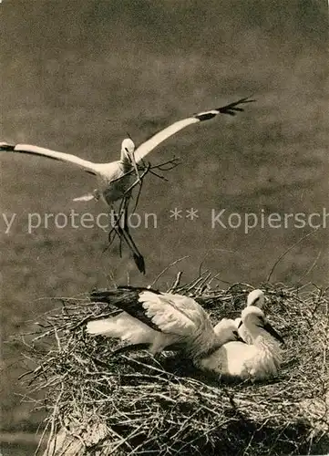 AK / Ansichtskarte Storch Storchennest Deutsches Jugendherbergswerk  Kat. Tiere