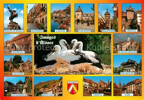 AK / Ansichtskarte Storch Alsace Mulhouse Ribeauville Barr Selestat Turckheim Eguisheim  Kat. Tiere