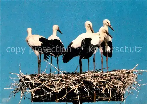 AK / Ansichtskarte Storch Hohenberg Eger Naturpark Fichtelgebirge  Kat. Tiere