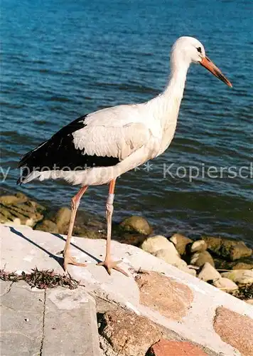 AK / Ansichtskarte Storch Kursiu Nerija Juodkrante Kat. Tiere