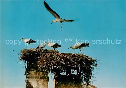 AK / Ansichtskarte Storch Neusiedlersee Storchennest Burgenland  Kat. Tiere