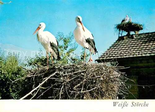 AK / Ansichtskarte Storch Weisse Stoerche  Kat. Tiere