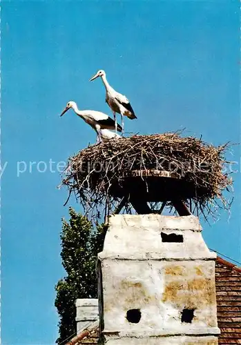 AK / Ansichtskarte Storch Storchennest Burgenland  Kat. Tiere