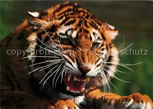 AK / Ansichtskarte Tiger Tiere Koenigstiger  Kat. Tiere