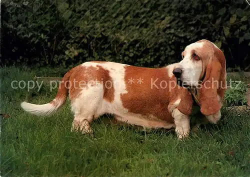 AK / Ansichtskarte Hunde Basset Kat. Tiere