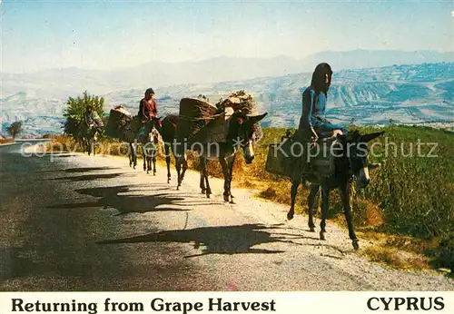 AK / Ansichtskarte Esel Tiere Grape Harvest Cyprus Weinernte Kat. Tiere