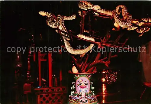 AK / Ansichtskarte Schlangen Tiere Snake Temple Penang Snakes coiling round Altar  Kat. Tiere