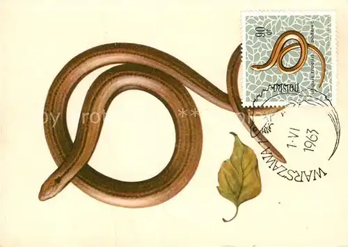 AK / Ansichtskarte Schlangen Tiere Padalec Anguis fragilis Blindschleiche  Kat. Tiere
