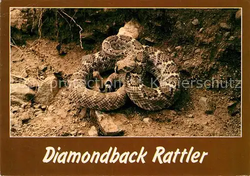 AK / Ansichtskarte Schlangen Tiere Western Diamondback Rattlesnake  Kat. Tiere