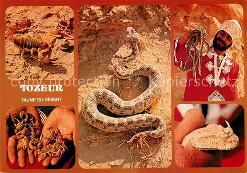 AK / Ansichtskarte Schlangen Tiere Tozeur Faune du Desert  Kat. Tiere