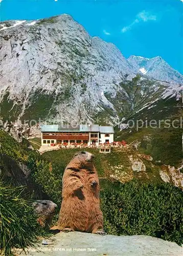 AK / Ansichtskarte Jenner Berchtesgaden Berggaststaette Murmeltier Kat. Berchtesgaden