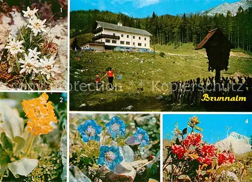 AK / Ansichtskarte Gross Veitsch Brunnalm Edelweiss Enzian Almrausch Petergstamm Kat. Veitsch