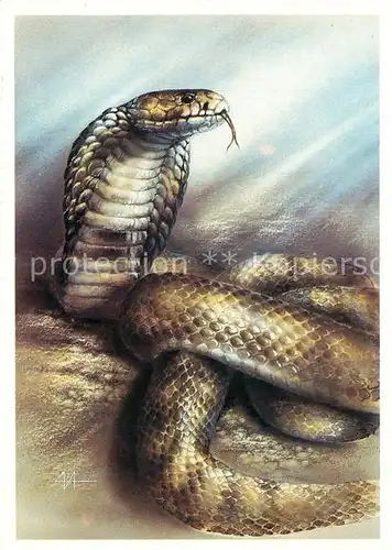 AK / Ansichtskarte Schlangen Tiere Naja oxiana Mittelasiatische Kobra  Kat. Tiere