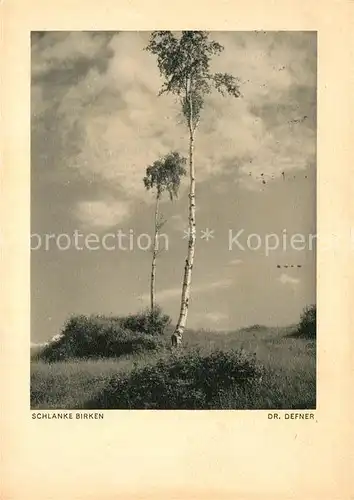 AK / Ansichtskarte Baeume Trees Schlanke Birken Foto Dr. Defner  Kat. Pflanzen