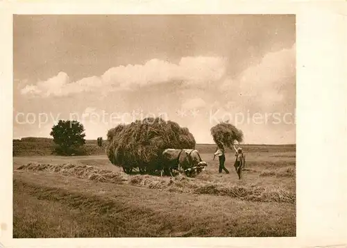 AK / Ansichtskarte Ernte Landwirtschaft Heuernte  Kat. Landwirtschaft