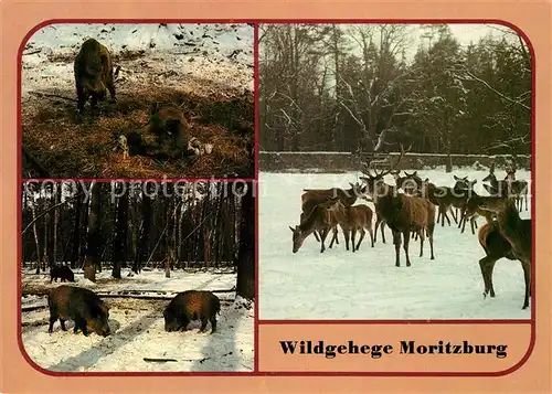 AK / Ansichtskarte Hirsch Wildgehege Moritzburg Schwarzwild Rotwild Bache  Kat. Tiere