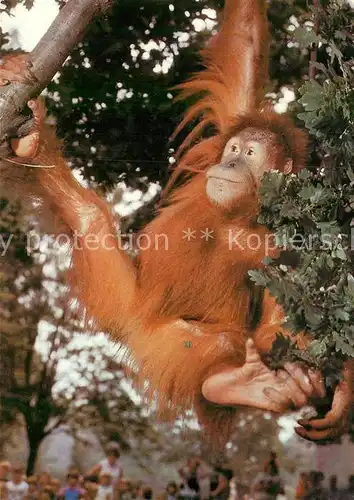 AK / Ansichtskarte Affen Junger Sumatra Orang Utan Zoo Dresden Kat. Tiere