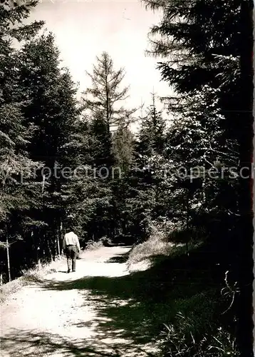 AK / Ansichtskarte Waldkatzenbach Waldweg Kat. Waldbrunn