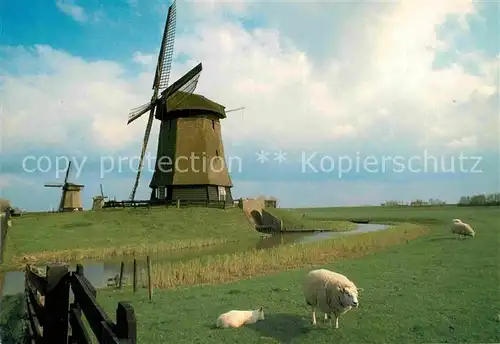 AK / Ansichtskarte Schermerhorn Muehlen Schafe Kat. Niederlande