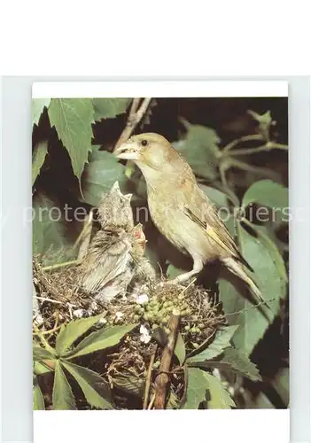 AK / Ansichtskarte Voegel Gruenling Nest  Kat. Tiere