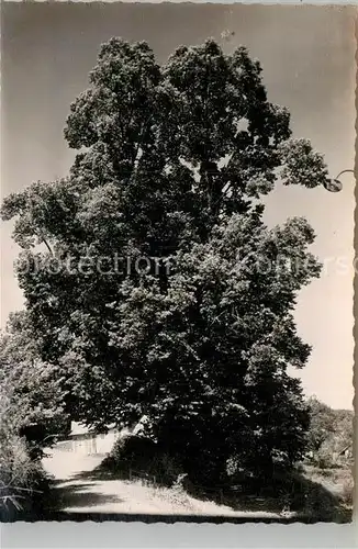 AK / Ansichtskarte Waldkatzenbach Der alte Baum Kat. Waldbrunn