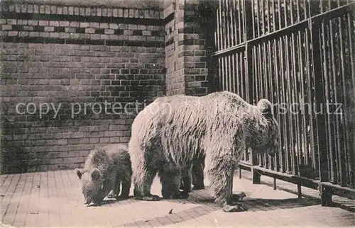 AK / Ansichtskarte Baeren Zoo Berlin  Kat. Tiere