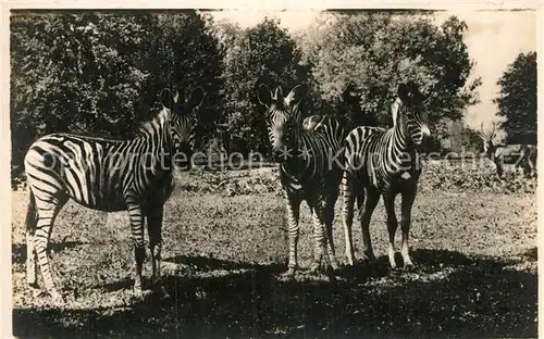 AK / Ansichtskarte Zebra Tierpark Hellabrunn Muenchen  Kat. Tiere