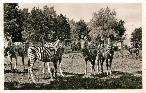 AK / Ansichtskarte Zebra Steppen Zebras Muenchen Tierpark Hellabrunn  Kat. Tiere