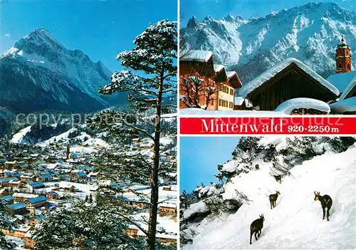 AK / Ansichtskarte Mittenwald Bayern gegen Wettersteinspitze Karwendelgebirge Gemsen Kat. Mittenwald