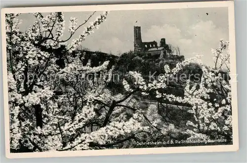 AK / Ansichtskarte Schriesheim Strahlenburg Burgruine an der Bergstrasse Baumbluete Kat. Schriesheim