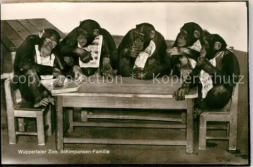 AK / Ansichtskarte Affen Schimpansen Familie Zoo Wuppertal Kat. Tiere