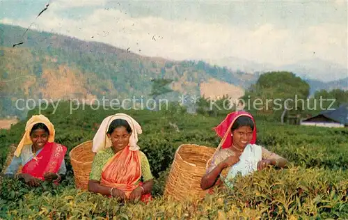 AK / Ansichtskarte Ernte Landwirtschaft Tea Pluckers Ceylon Sri Lanka  Kat. Landwirtschaft
