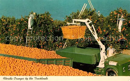 AK / Ansichtskarte Orangen Oranges Truckloads Florida  Kat. Landwirtschaft