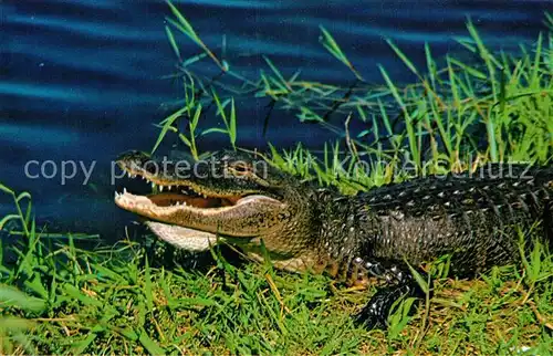 AK / Ansichtskarte Krokodile Florida Alligator Everglades  Kat. Tiere