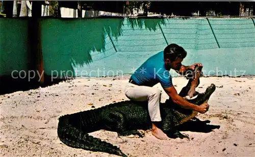 AK / Ansichtskarte Krokodile Alligator Wrestling Florida  Kat. Tiere
