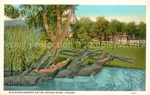 AK / Ansichtskarte Krokodile Alligator Qaurtet Bayano River Panama  Kat. Tiere
