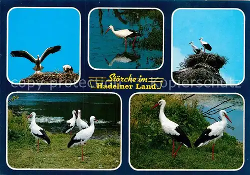 AK / Ansichtskarte Storch Hadelner Land  Kat. Tiere