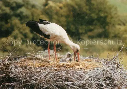 AK / Ansichtskarte Storch Linum Weissstorch  Kat. Tiere