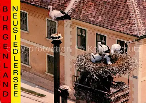 AK / Ansichtskarte Storch Storchenhorst Burgenland Neusiedlersee  Kat. Tiere