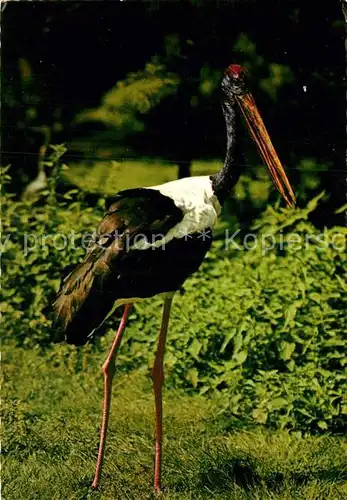 AK / Ansichtskarte Storch Riesenstorch  Kat. Tiere