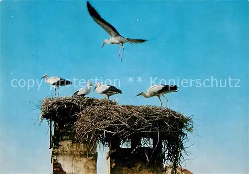 AK / Ansichtskarte Storch Storchennest Neusiedlersee Burgenland  Kat. Tiere