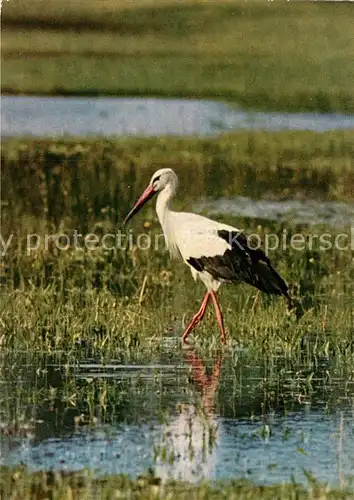 AK / Ansichtskarte Storch Weisser Storch  Kat. Tiere