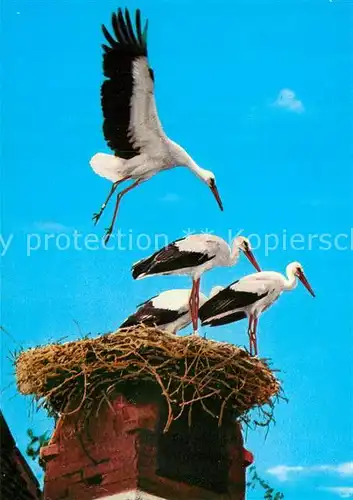 AK / Ansichtskarte Storch Storchenhorst Neusiedlersee Burgenland  Kat. Tiere